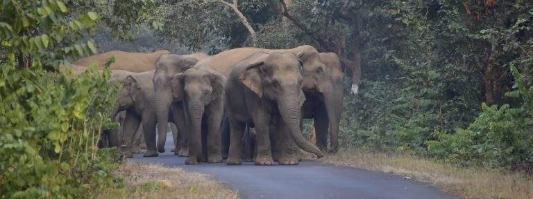 Wild elephants creating havoc in north Gadchiroli.