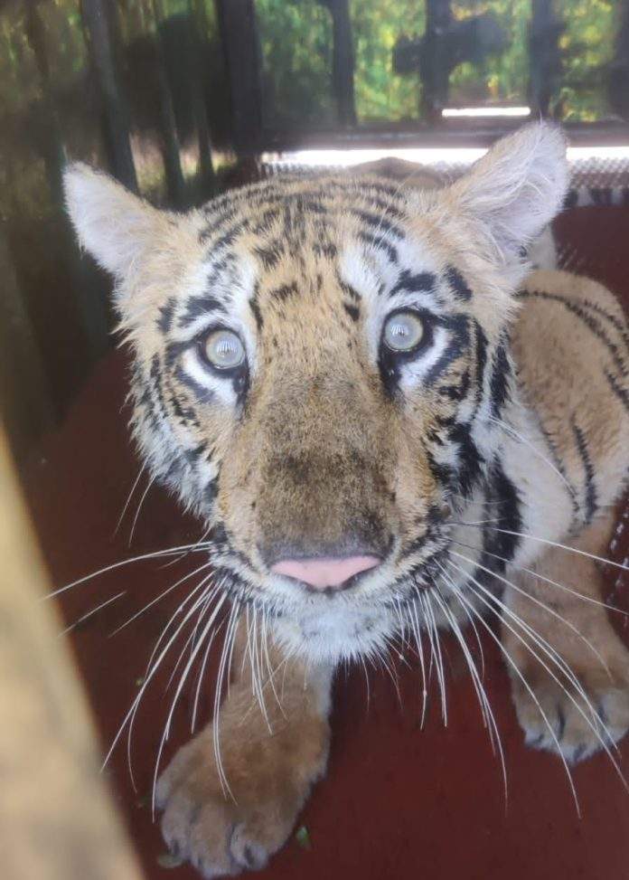 tigress caged