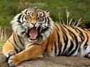 tiger poaching