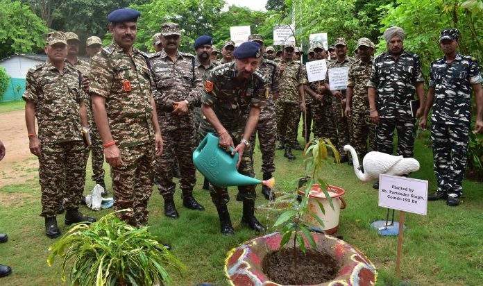 tree plantation