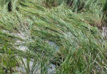 Paddy badly damaged by unseasonal rains, Dr. Kirsan demands early aid to farmers. paddy