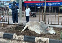 Bullock electrocuted on main road, MC, construction company ignore the issue. bullock